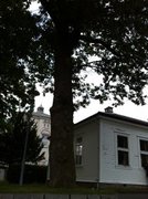 Oak (Quercus sp.)