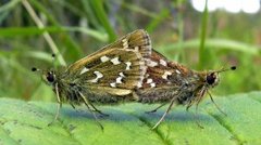 Kommasmyger (Hesperia comma)