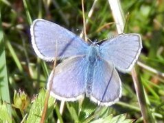 Alpine Blue (Plebejus orbitulus)
