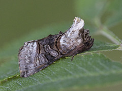 Grått neslefly (Abrostola tripartita)