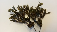 Blæretang (Fucus vesiculosus)