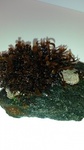 Krusflik (Chondrus crispus)