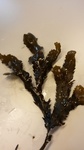 Sagtang (Fucus serratus)