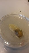 Sekkdyr (Ascidiacea)