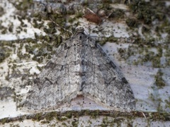 Early Tooth-striped (Trichopteryx carpinata)
