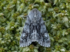 Rannoch Sprawler (Brachionycha nubeculosa)