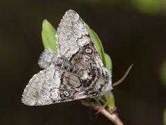 Nut-tree Tussock (Colocasia coryli)