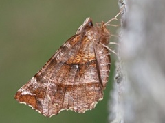Early Thorn (Selenia dentaria)