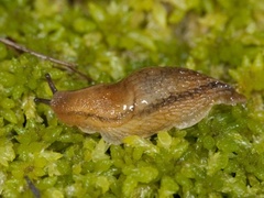 Dusky Arion (Arion fuscus)