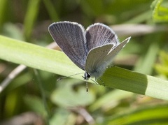 Mazarine Blue (Cyaniris semiargus)