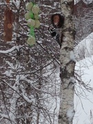 White-backed Woodpecker (Dendrocopos leucotos)