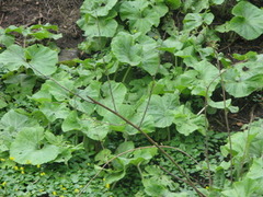 Japanpestrot (Petasites japonicus)