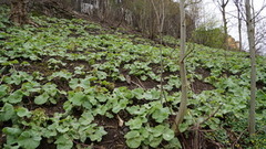 Japanpestrot (Petasites japonicus)