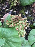 Japanpestrot (Petasites japonicus)