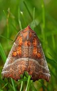 Flikfly (Scoliopteryx libatrix)