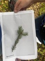 Gran (Picea abies)