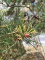 Furu (Pinus sylvestris)