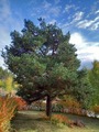 Furu (Pinus sylvestris)