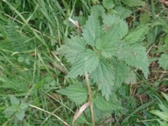 Stornesle (Urtica dioica)