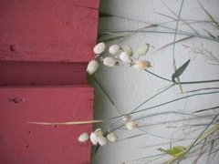 Bladder Campion (Silene vulgaris)