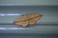 Blood-vein (Timandra comae)