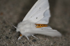 White Ermine (Spilosoma lubricipeda)