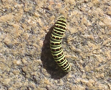 Svalestjert (Papilio machaon)