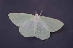 Large Emerald (Geometra papilionaria)