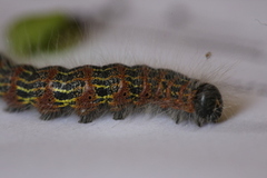 Buff-tip (Phalera bucephala)