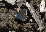 Sølvblåvinge (Polyommatus amandus)