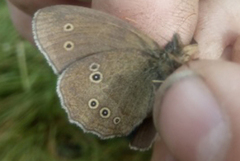Ringlet (Aphantopus hyperantus)