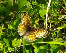 Heath Fritillary (Melitaea athalia)