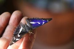 Purple emperor (Apatura iris)