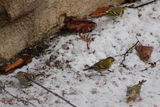 Grønnsisik (Carduelis spinus)