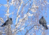 Kaie (Corvus monedula)