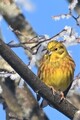 Gulspurv (Emberiza citrinella)