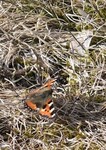 Small Tortoiseshell (Aglais urticae)