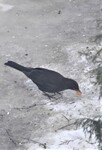 Common Blackbird (Turdus merula)