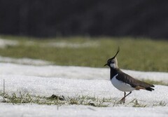 Vipe (Vanellus vanellus)