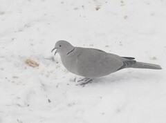 Tyrkerdue (Streptopelia decaocto)