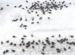 Eurasian Tree Sparrow (Passer montanus)