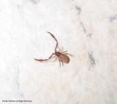 Mosskorpioner (Pseudoscorpiones)