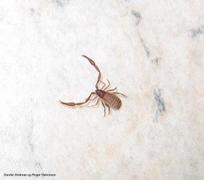 Mosskorpioner (Pseudoscorpiones)