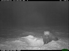 Wolverine (Gulo gulo)