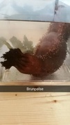 Sea cucumbers (Holothuroidea)