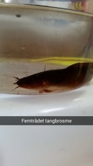 Femtrådet tangbrosme (Ciliata mustela)