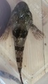 Dvergulke (Taurulus bubalis)