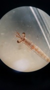 Pungreker (Mysidacea)