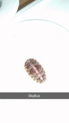 Chiton (Polyplacophora)
