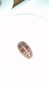 Chiton (Polyplacophora)